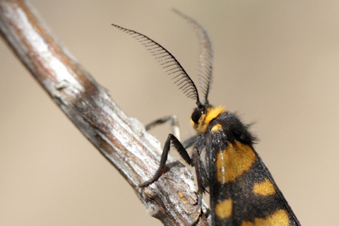 Lydia Lichen Moth (Asura lydia)